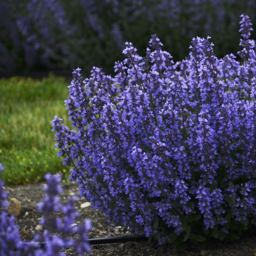 3068  Clinopodium nepeta Marvelette Blue  I  Svenskt namn  :Stenkyndel  I  Krukstorlek   : 11c  I  Förväntad Höjd  :  40 cm  I  Blomningstid :  juni-okt