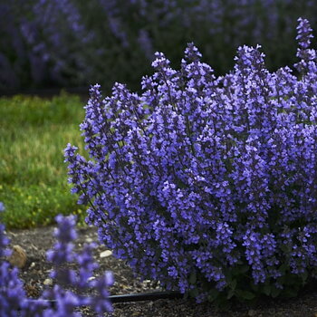 3068  Clinopodium nepeta Marvelette Blue  I  Svenskt namn  :Stenkyndel  I  Krukstorlek   : 11c  I  Förväntad Höjd  :  40 cm  I  Blomningstid :  juni-okt