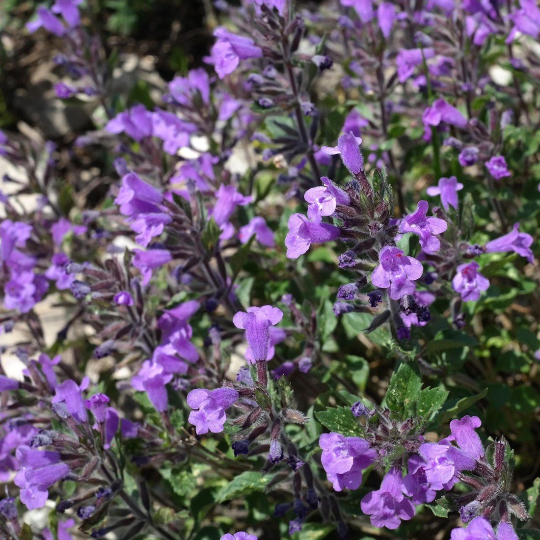 3068  Clinopodium nepeta Marvelette Blue  I  Svenskt namn  :Stenkyndel  I  Krukstorlek   : 11c  I  Förväntad Höjd  :  40 cm  I  Blomningstid :  juni-okt - 3