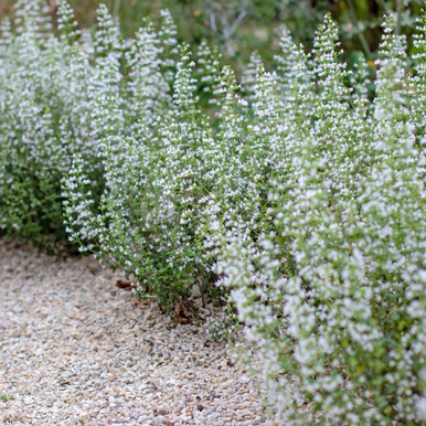 3070  Clinopodium nepeta Marvelette White  I  Svenskt namn  :Stenkyndel  I  Krukstorlek   : 11c  I  Förväntad Höjd  :  40 cm  I  Blomningstid :  juni-okt