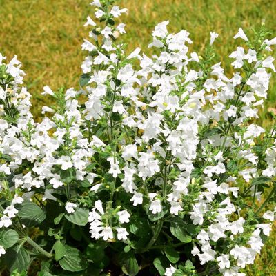 3070  Clinopodium nepeta Marvelette White  I  Svenskt namn  :Stenkyndel  I  Krukstorlek   : 11c  I  Förväntad Höjd  :  40 cm  I  Blomningstid :  juni-okt - 4