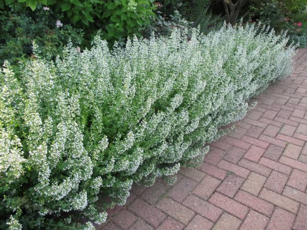 3070  Clinopodium nepeta Marvelette White  I  Svenskt namn  :Stenkyndel  I  Krukstorlek   : 11c  I  Förväntad Höjd  :  40 cm  I  Blomningstid :  juni-okt - 2