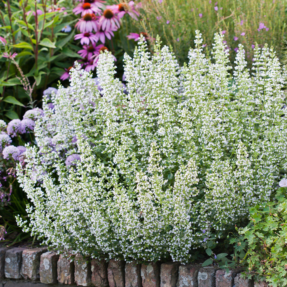 3070  Clinopodium nepeta Marvelette White  I  Svenskt namn  :Stenkyndel  I  Krukstorlek   : 11c  I  Förväntad Höjd  :  40 cm  I  Blomningstid :  juni-okt - 3