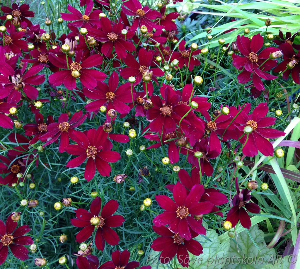 3753  Coreopsis verticillata  Red Satin (PBR)  I  Svenskt namn  :Höstöga  I  Krukstorlek   : 11c  I  Förväntad Höjd  :  40 cm  I  Blomningstid :  juli-sept - 2