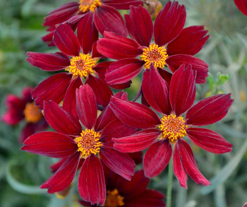 3753  Coreopsis verticillata  Red Satin (PBR)  I  Svenskt namn  :Höstöga  I  Krukstorlek   : 11c  I  Förväntad Höjd  :  40 cm  I  Blomningstid :  juli-sept - 3
