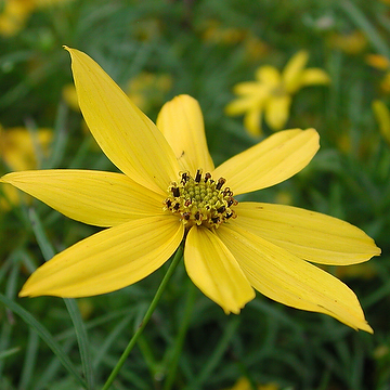3750  Coreopsis verticillata  Zagreb  I  Svenskt namn  :Höstöga  I  Krukstorlek   : 11c  I  Förväntad Höjd  :  40 cm  I  Blomningstid :  aug-sept - 4