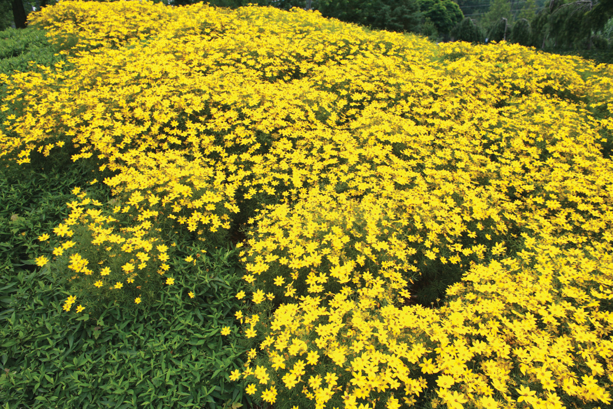 3750  Coreopsis verticillata  Zagreb  I  Svenskt namn  :Höstöga  I  Krukstorlek   : 11c  I  Förväntad Höjd  :  40 cm  I  Blomningstid :  aug-sept - 2