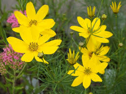 3750  Coreopsis verticillata  Zagreb  I  Svenskt namn  :Höstöga  I  Krukstorlek   : 11c  I  Förväntad Höjd  :  40 cm  I  Blomningstid :  aug-sept - 3