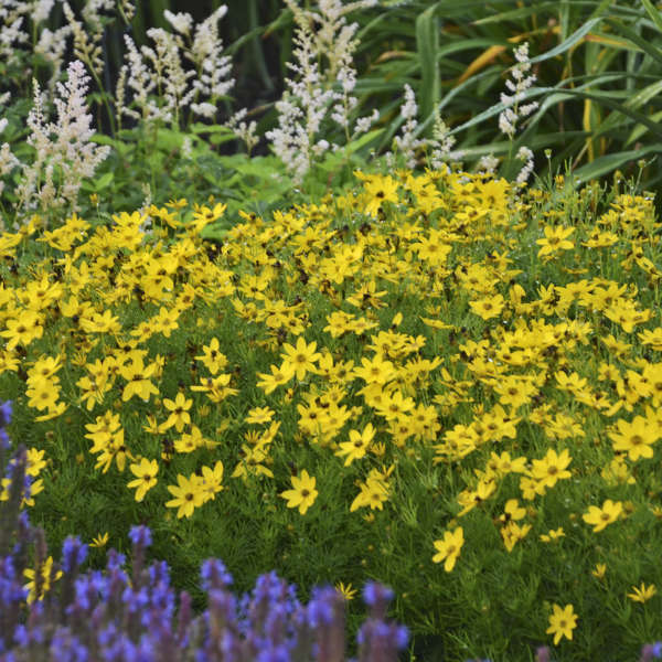 3750  Coreopsis verticillata  Zagreb  I  Svenskt namn  :Höstöga  I  Krukstorlek   : 11c  I  Förväntad Höjd  :  40 cm  I  Blomningstid :  aug-sept