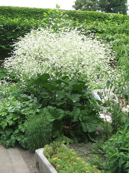 3837  Crambe cordifolia  I  Svenskt namn  :Buskkål  I  Krukstorlek   : SQ1  I  Förväntad Höjd  :  150 cm  I  Blomningstid :  juni-juli - 2