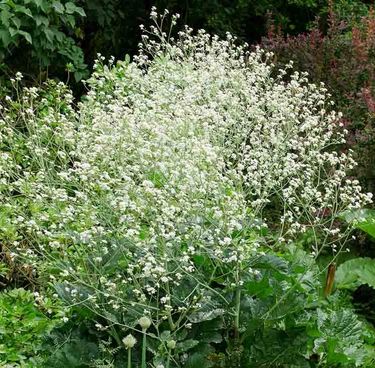 3837  Crambe cordifolia  I  Svenskt namn  :Buskkål  I  Krukstorlek   : SQ1  I  Förväntad Höjd  :  150 cm  I  Blomningstid :  juni-juli