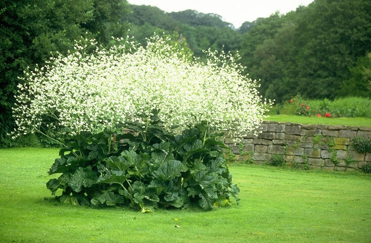3837  Crambe cordifolia  I  Svenskt namn  :Buskkål  I  Krukstorlek   : SQ1  I  Förväntad Höjd  :  150 cm  I  Blomningstid :  juni-juli - 3