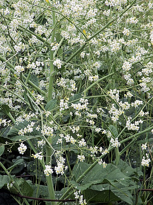 3837  Crambe cordifolia  I  Svenskt namn  :Buskkål  I  Krukstorlek   : SQ1  I  Förväntad Höjd  :  150 cm  I  Blomningstid :  juni-juli - 4
