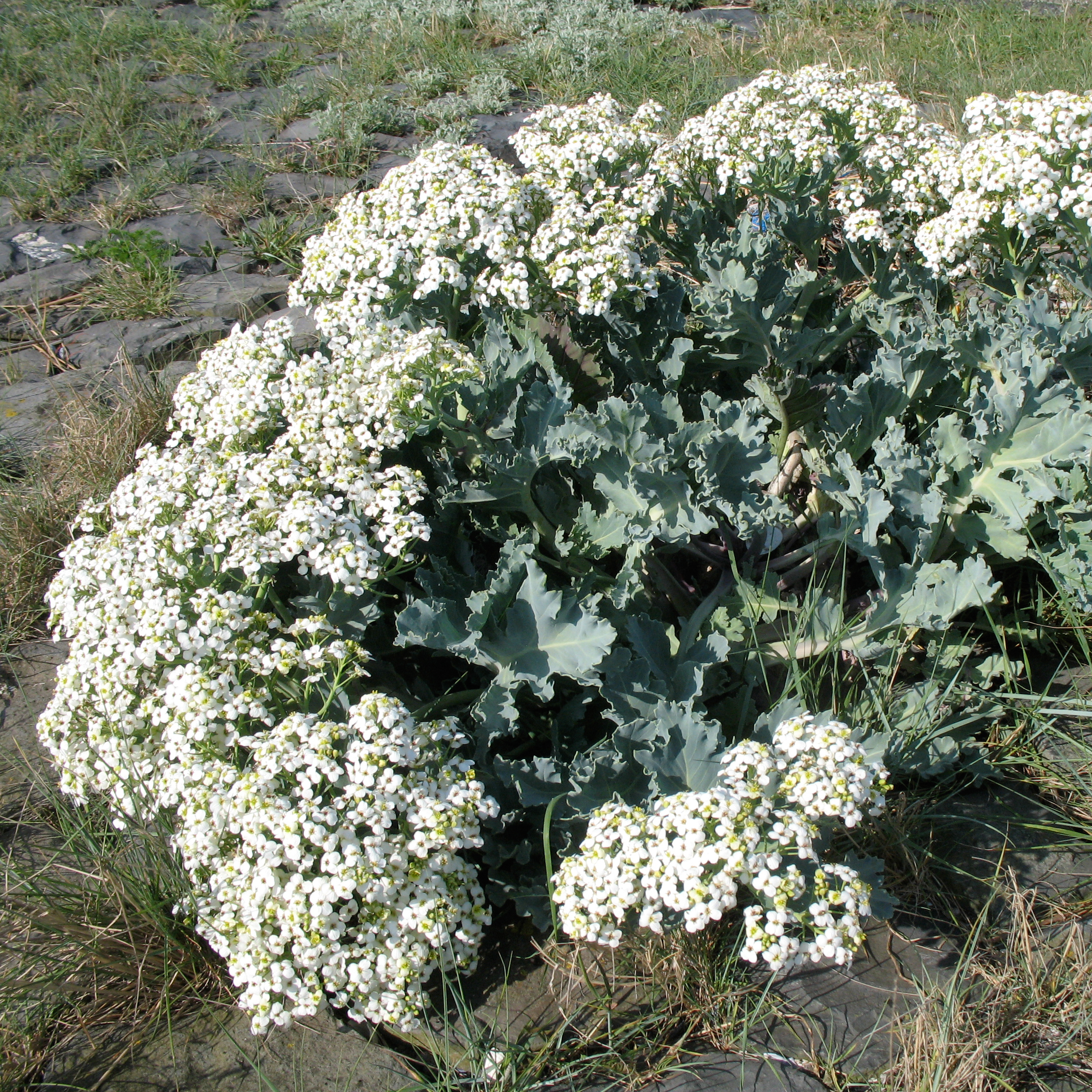3838  Crambe maritima  I  Svenskt namn  :Strandkål  I  Krukstorlek   : SQ1  I  Förväntad Höjd  :  50 cm  I  Blomningstid :  juni-juli