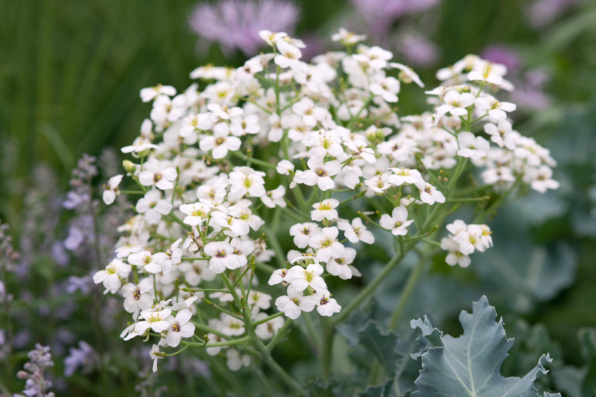 3838  Crambe maritima  I  Svenskt namn  :Strandkål  I  Krukstorlek   : SQ1  I  Förväntad Höjd  :  50 cm  I  Blomningstid :  juni-juli - 2