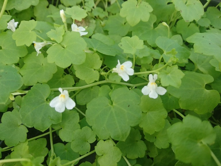 3852  Cymbalaria muralis Alba  I  Svenskt namn  :Murreva  I  Krukstorlek   : 11c  I  Förväntad Höjd  :  5 cm  I  Blomningstid :  maj-sept - 2