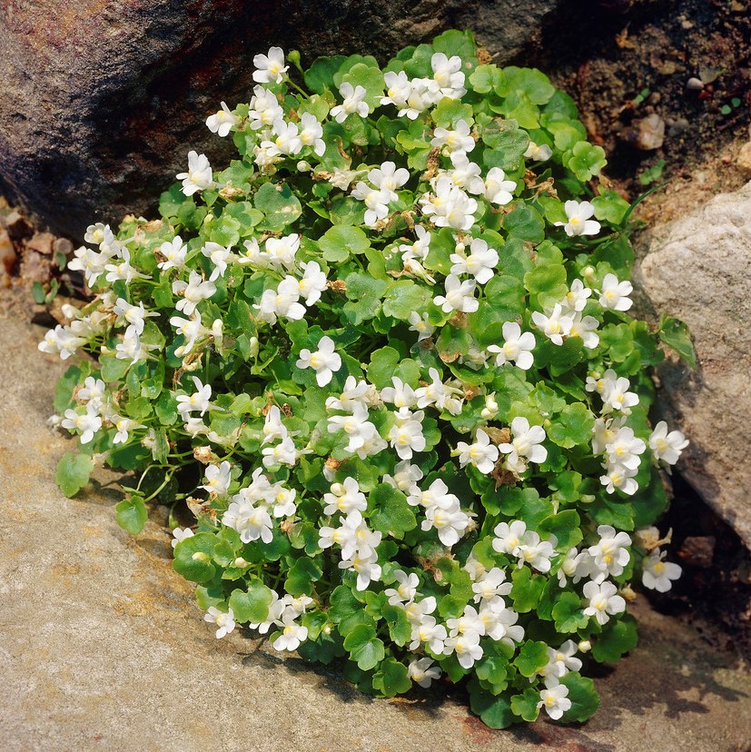 3852  Cymbalaria muralis Alba  I  Svenskt namn  :Murreva  I  Krukstorlek   : 11c  I  Förväntad Höjd  :  5 cm  I  Blomningstid :  maj-sept