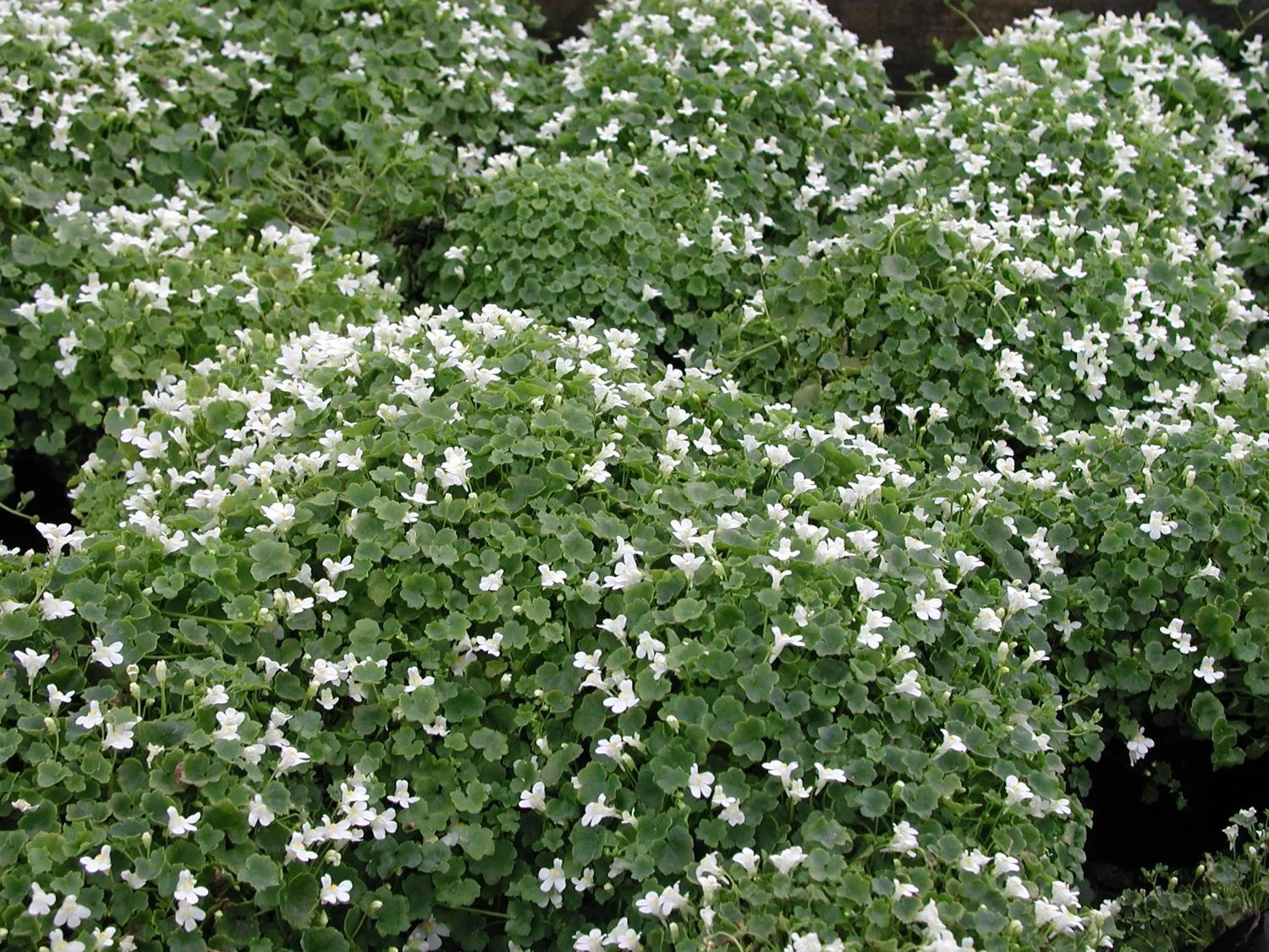 3852  Cymbalaria muralis Alba  I  Svenskt namn  :Murreva  I  Krukstorlek   : 11c  I  Förväntad Höjd  :  5 cm  I  Blomningstid :  maj-sept - 3