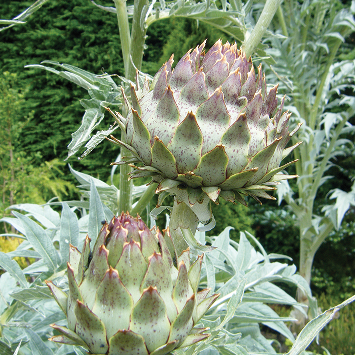 8829  Cynara scolymus  I  Svenskt namn  :Kronärtskocka  I  Krukstorlek   : SQ2  I  Förväntad Höjd  :  100/180 cm  I  Blomningstid :  aug-okt - 4