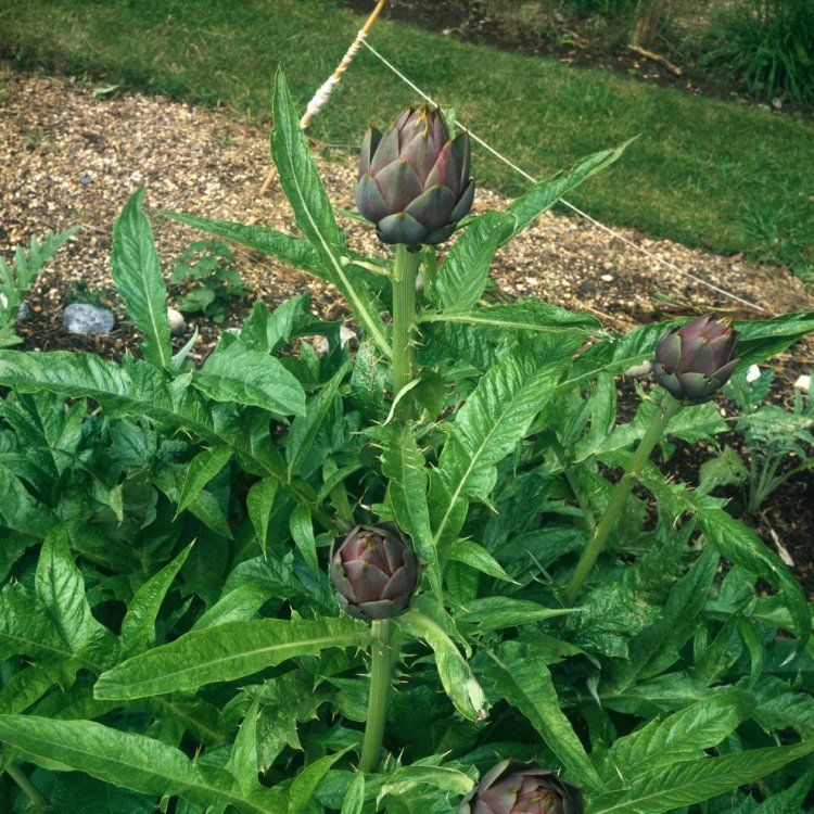 8829  Cynara scolymus  I  Svenskt namn  :Kronärtskocka  I  Krukstorlek   : SQ2  I  Förväntad Höjd  :  100/180 cm  I  Blomningstid :  aug-okt