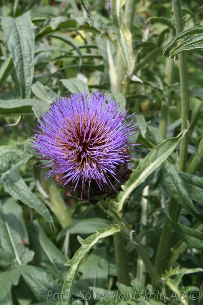 8829  Cynara scolymus  I  Svenskt namn  :Kronärtskocka  I  Krukstorlek   : SQ2  I  Förväntad Höjd  :  100/180 cm  I  Blomningstid :  aug-okt - 3