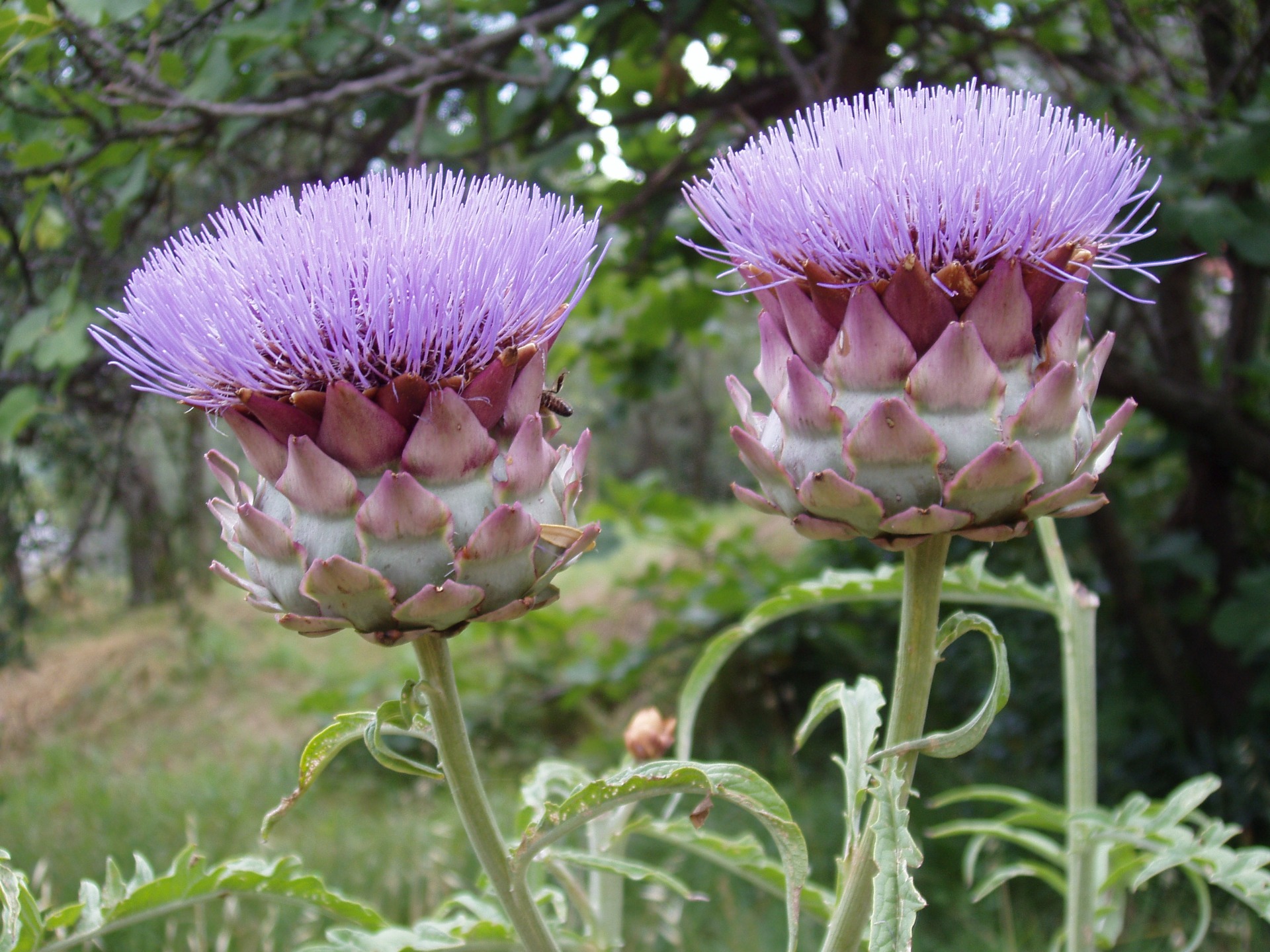 8829  Cynara scolymus  I  Svenskt namn  :Kronärtskocka  I  Krukstorlek   : SQ2  I  Förväntad Höjd  :  100/180 cm  I  Blomningstid :  aug-okt - 2