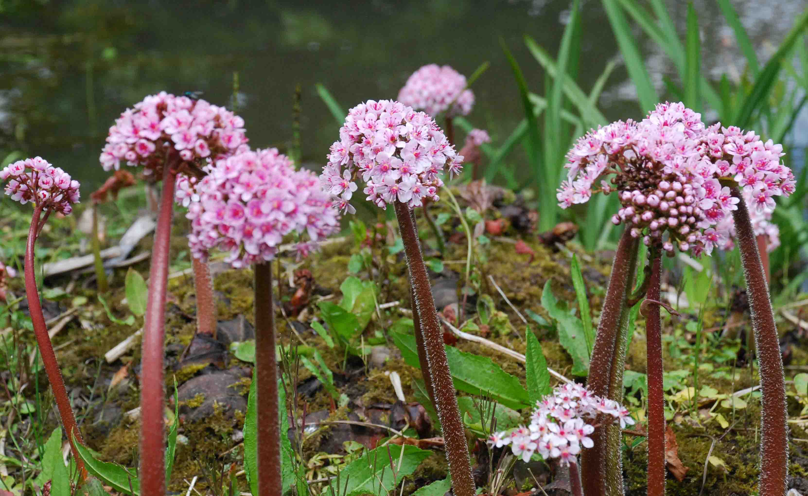3870  Darmera peltata  I  Svenskt namn  :Sköldbräcka  I  Krukstorlek   : SQ1  I  Förväntad Höjd  :  80 cm  I  Blomningstid :  april-maj - 2