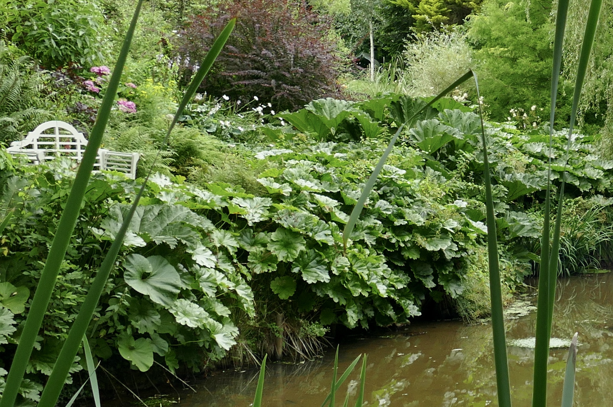 3870  Darmera peltata  I  Svenskt namn  :Sköldbräcka  I  Krukstorlek   : SQ1  I  Förväntad Höjd  :  80 cm  I  Blomningstid :  april-maj - 4
