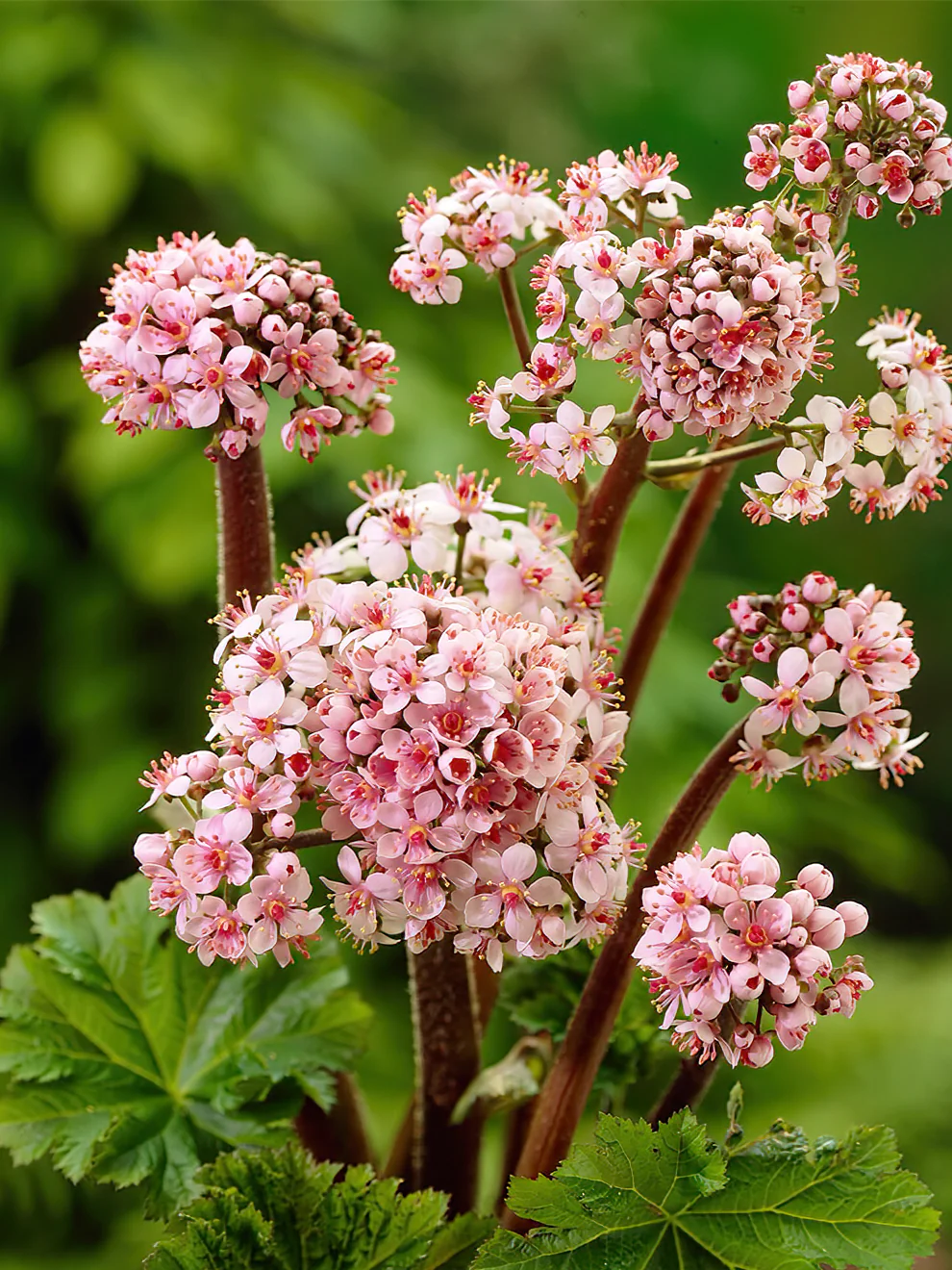 3870  Darmera peltata  I  Svenskt namn  :Sköldbräcka  I  Krukstorlek   : SQ1  I  Förväntad Höjd  :  80 cm  I  Blomningstid :  april-maj - 3