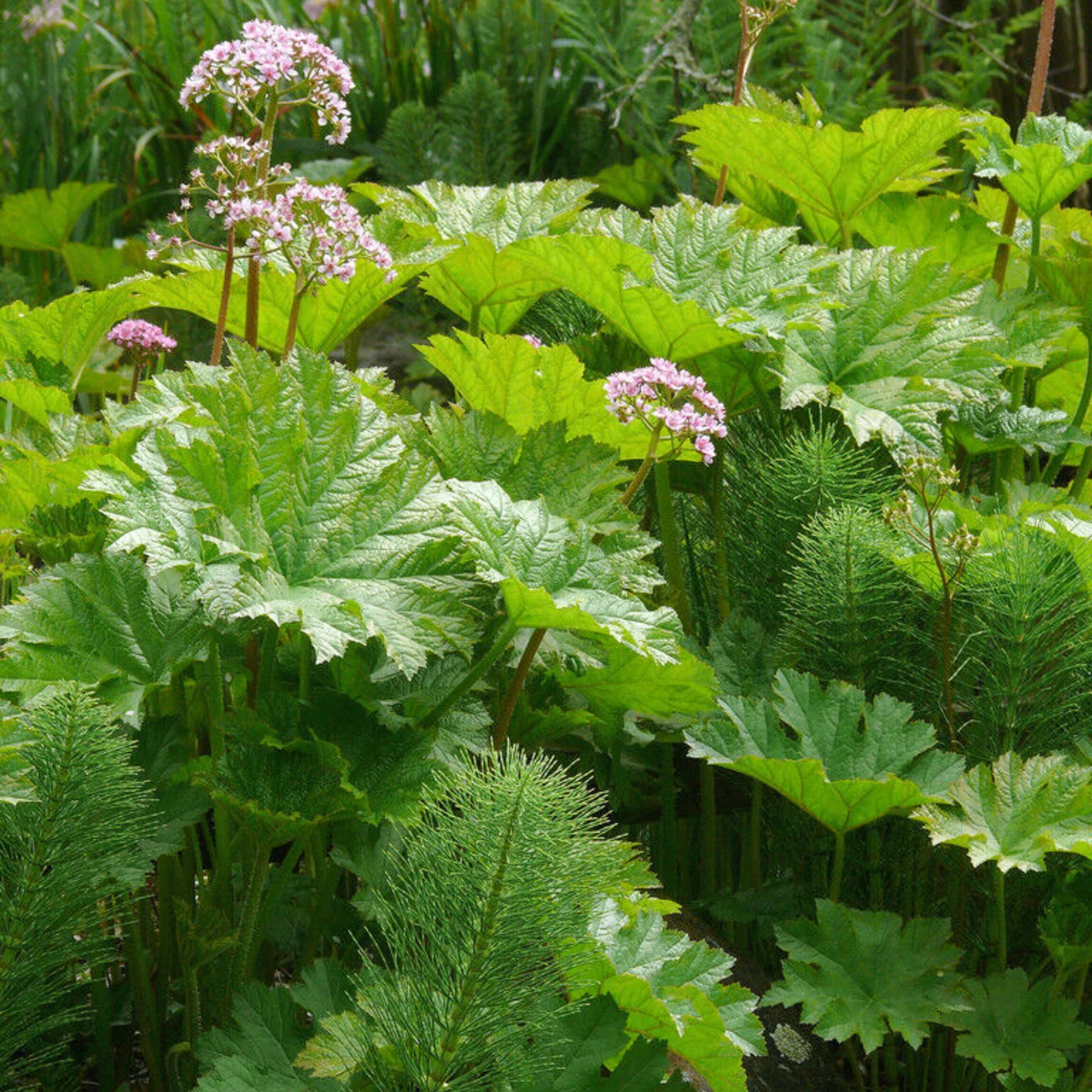 3870  Darmera peltata  I  Svenskt namn  :Sköldbräcka  I  Krukstorlek   : SQ1  I  Förväntad Höjd  :  80 cm  I  Blomningstid :  april-maj