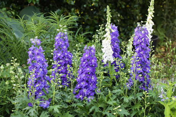 3969  Delphinium Delgenius-serien  Glitzy (PBR)  I  Svenskt namn  :Trädgårdsriddarsporre  I  Krukstorlek   : SQ1  I  Förväntad Höjd  :  60 cm  I  Blomningstid :  juni-aug - 3