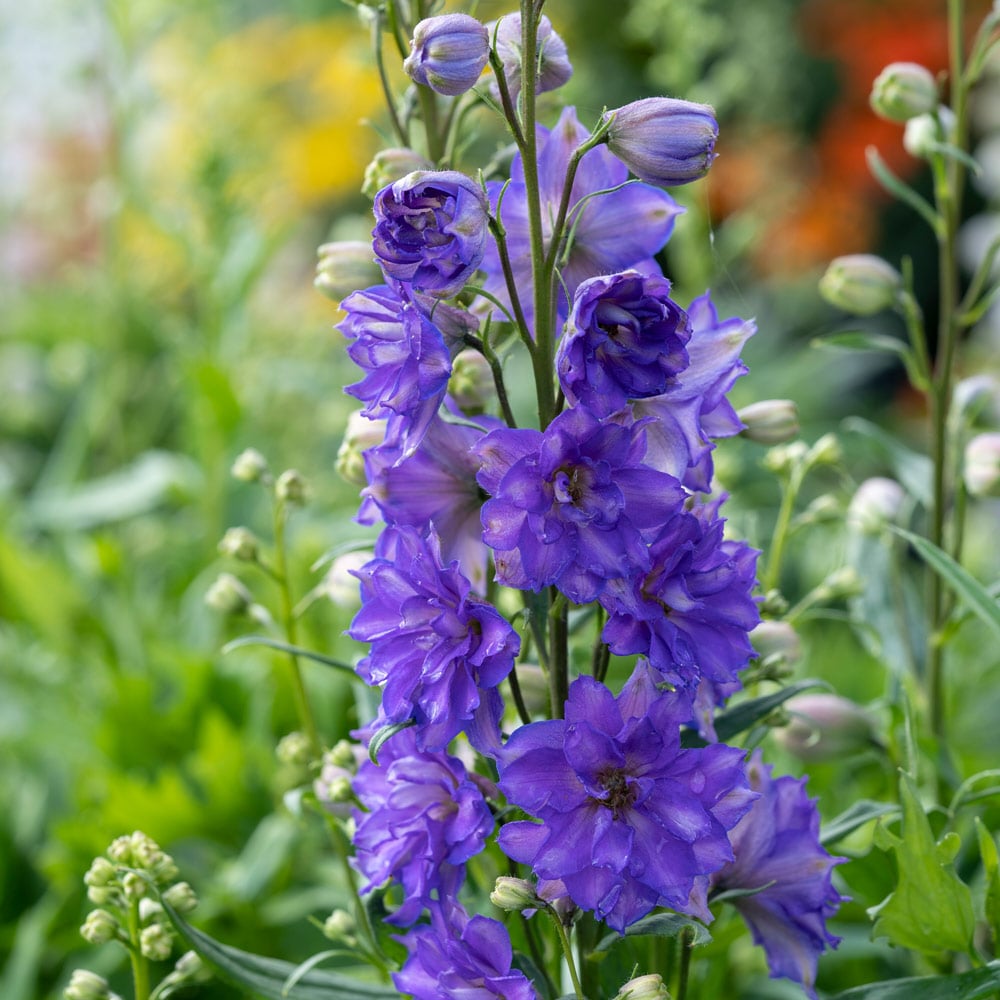 3969  Delphinium Delgenius-serien  Glitzy (PBR)  I  Svenskt namn  :Trädgårdsriddarsporre  I  Krukstorlek   : SQ1  I  Förväntad Höjd  :  60 cm  I  Blomningstid :  juni-aug - 2