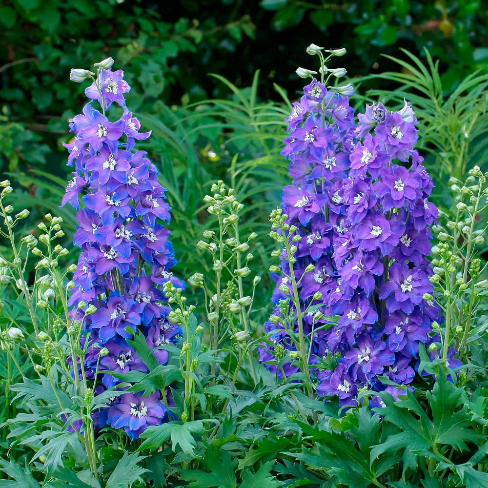 3969  Delphinium Delgenius-serien  Glitzy (PBR)  I  Svenskt namn  :Trädgårdsriddarsporre  I  Krukstorlek   : SQ1  I  Förväntad Höjd  :  60 cm  I  Blomningstid :  juni-aug