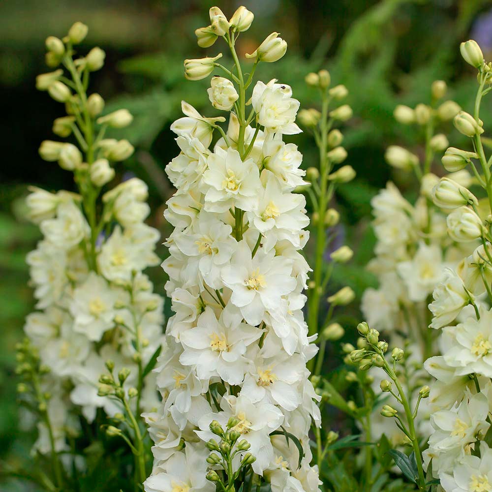 3971  Delphinium Delgenius-serien  Neva (PBR)  I  Svenskt namn  :Trädgårdsriddarsporre  I  Krukstorlek   : SQ1  I  Förväntad Höjd  :  50 cm  I  Blomningstid :  juni-aug - 2