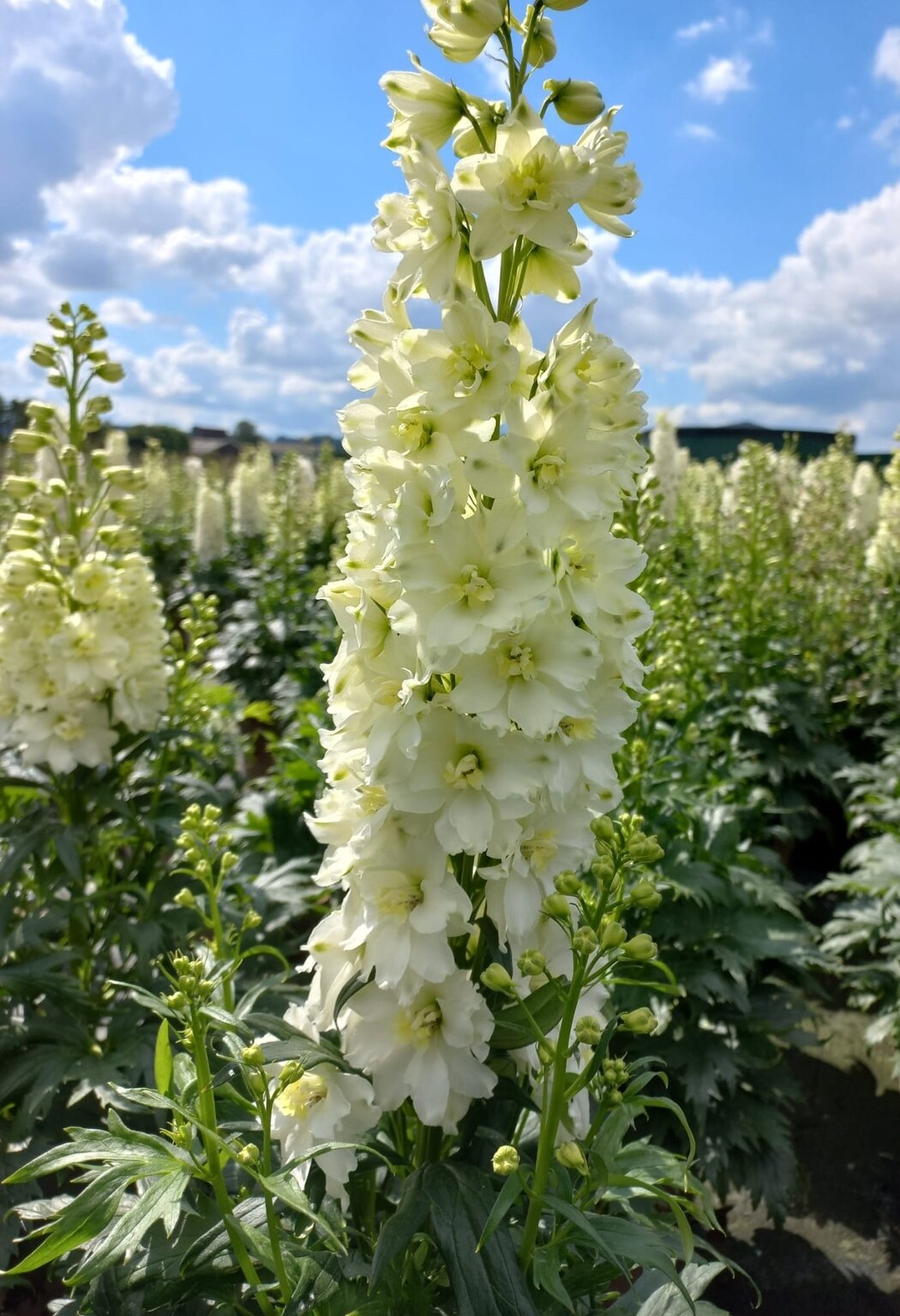 3971  Delphinium Delgenius-serien  Neva (PBR)  I  Svenskt namn  :Trädgårdsriddarsporre  I  Krukstorlek   : SQ1  I  Förväntad Höjd  :  50 cm  I  Blomningstid :  juni-aug - 3