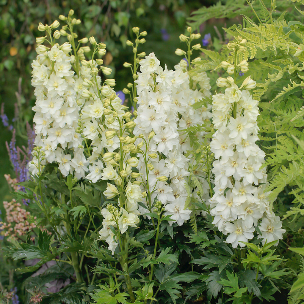 3971  Delphinium Delgenius-serien  Neva (PBR)  I  Svenskt namn  :Trädgårdsriddarsporre  I  Krukstorlek   : SQ1  I  Förväntad Höjd  :  50 cm  I  Blomningstid :  juni-aug