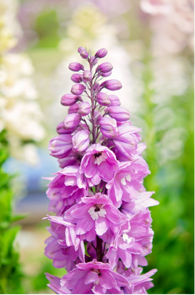 3935  Delphinium elatum  Astolat  I  Svenskt namn  :Trädgårdsriddarsporre  I  Krukstorlek   : SQ1  I  Förväntad Höjd  :  150 cm  I  Blomningstid :  juli-aug - 3