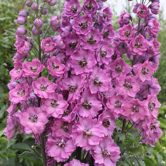 3935  Delphinium elatum  Astolat  I  Svenskt namn  :Trädgårdsriddarsporre  I  Krukstorlek   : SQ1  I  Förväntad Höjd  :  150 cm  I  Blomningstid :  juli-aug - 2