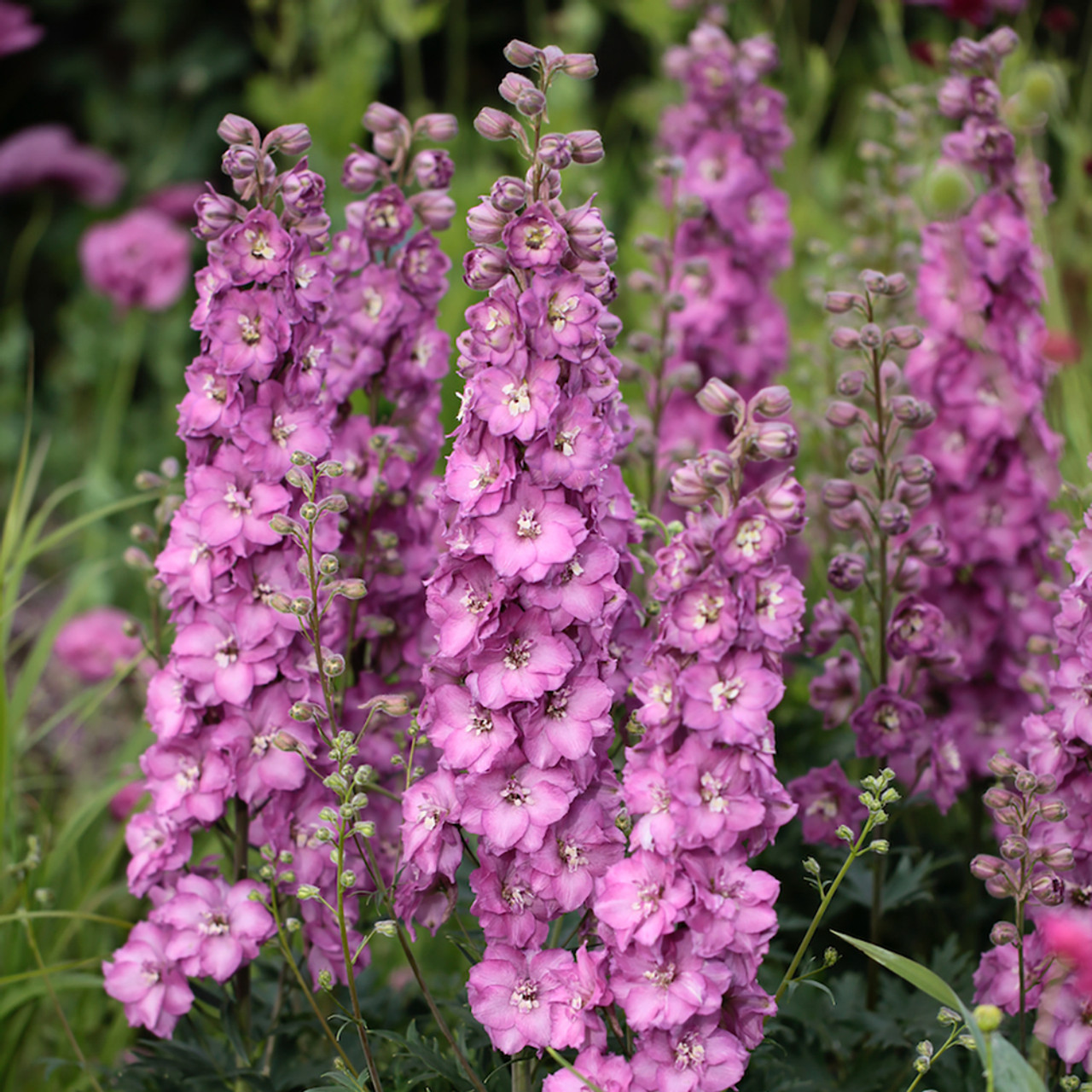 3935  Delphinium elatum  Astolat  I  Svenskt namn  :Trädgårdsriddarsporre  I  Krukstorlek   : SQ1  I  Förväntad Höjd  :  150 cm  I  Blomningstid :  juli-aug
