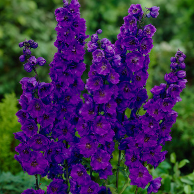3940  Delphinium elatum  Black Knight  I  Svenskt namn  :Trädgårdsriddarsporre  I  Krukstorlek   : SQ1  I  Förväntad Höjd  :  150 cm  I  Blomningstid :  juli-aug