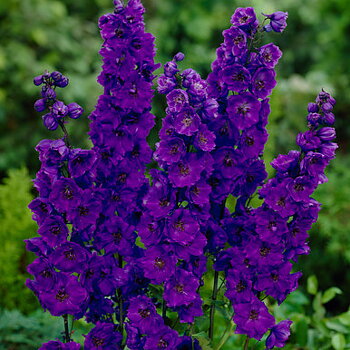 3940  Delphinium elatum  Black Knight  I  Svenskt namn  :Trädgårdsriddarsporre  I  Krukstorlek   : SQ1  I  Förväntad Höjd  :  150 cm  I  Blomningstid :  juli-aug