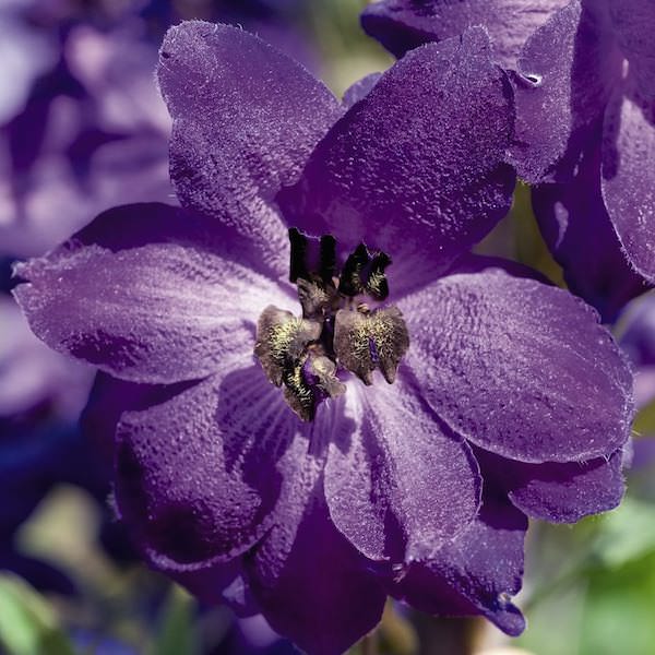 3940  Delphinium elatum  Black Knight  I  Svenskt namn  :Trädgårdsriddarsporre  I  Krukstorlek   : SQ1  I  Förväntad Höjd  :  150 cm  I  Blomningstid :  juli-aug - 3