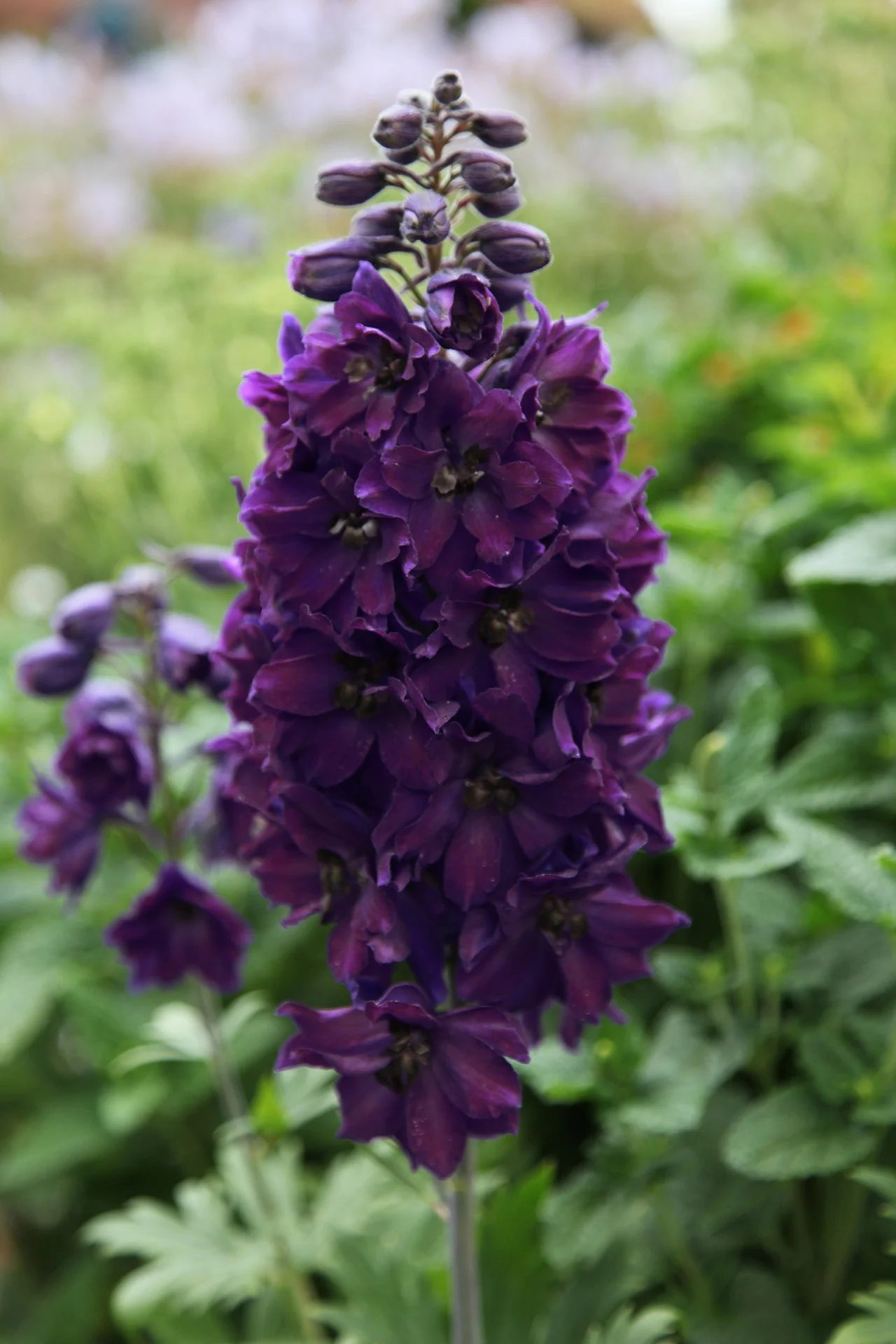 3940  Delphinium elatum  Black Knight  I  Svenskt namn  :Trädgårdsriddarsporre  I  Krukstorlek   : SQ1  I  Förväntad Höjd  :  150 cm  I  Blomningstid :  juli-aug - 2