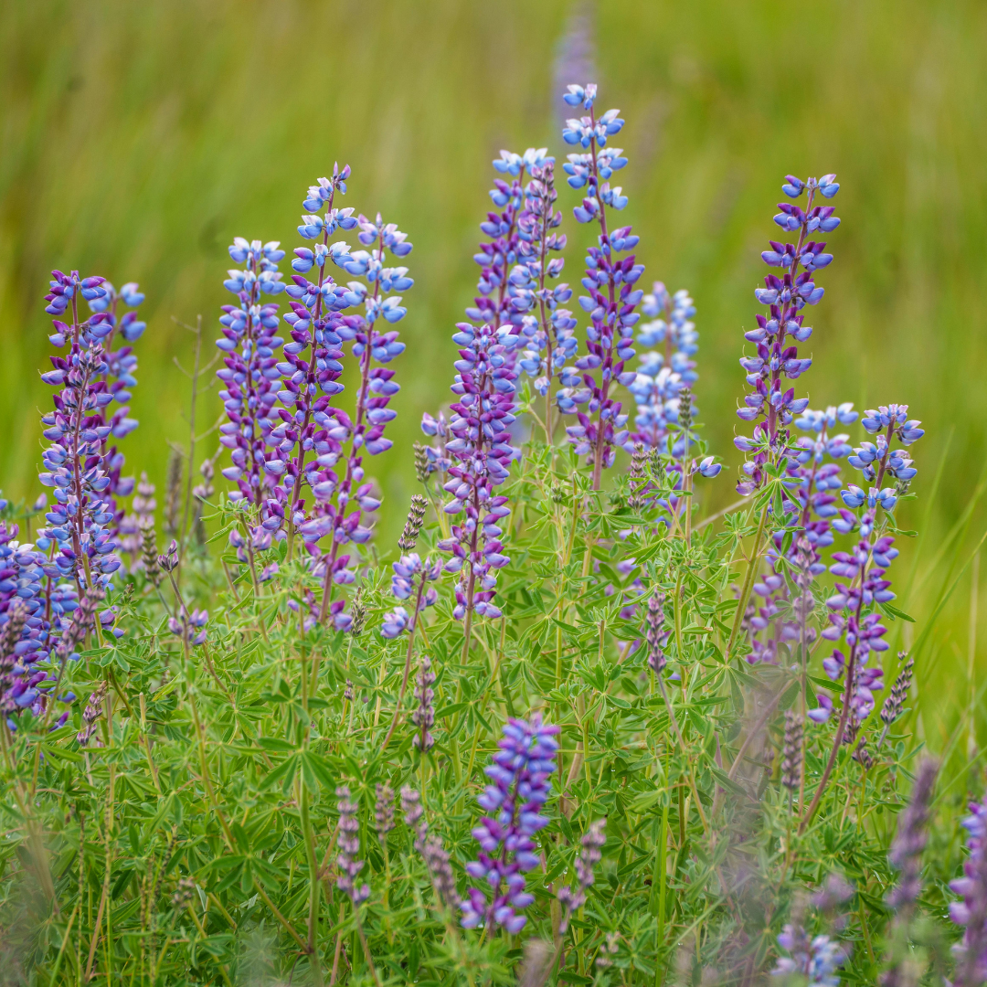 Sötlupin - Blue - Blålupin