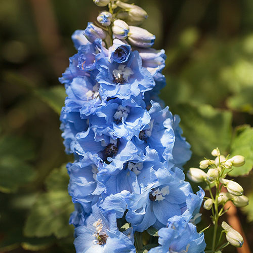 3945  Delphinium elatum  Blue Bird  I  Svenskt namn  :Trädgårdsriddarsporre  I  Krukstorlek   : SQ1  I  Förväntad Höjd  :  150 cm  I  Blomningstid :  juli-aug - 3