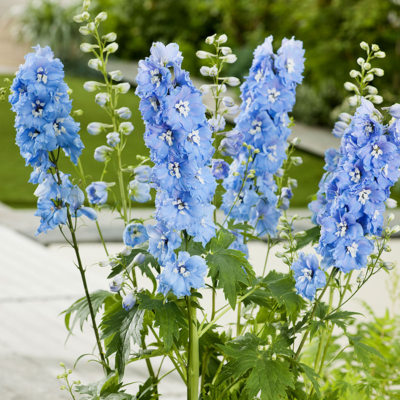 3945  Delphinium elatum  Blue Bird  I  Svenskt namn  :Trädgårdsriddarsporre  I  Krukstorlek   : SQ1  I  Förväntad Höjd  :  150 cm  I  Blomningstid :  juli-aug - 2