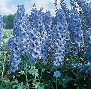3945  Delphinium elatum  Blue Bird  I  Svenskt namn  :Trädgårdsriddarsporre  I  Krukstorlek   : SQ1  I  Förväntad Höjd  :  150 cm  I  Blomningstid :  juli-aug