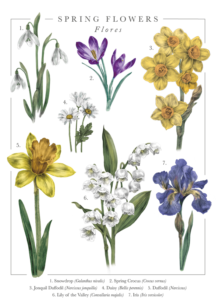 Nature'S Pocketbook Spring Flowers Card