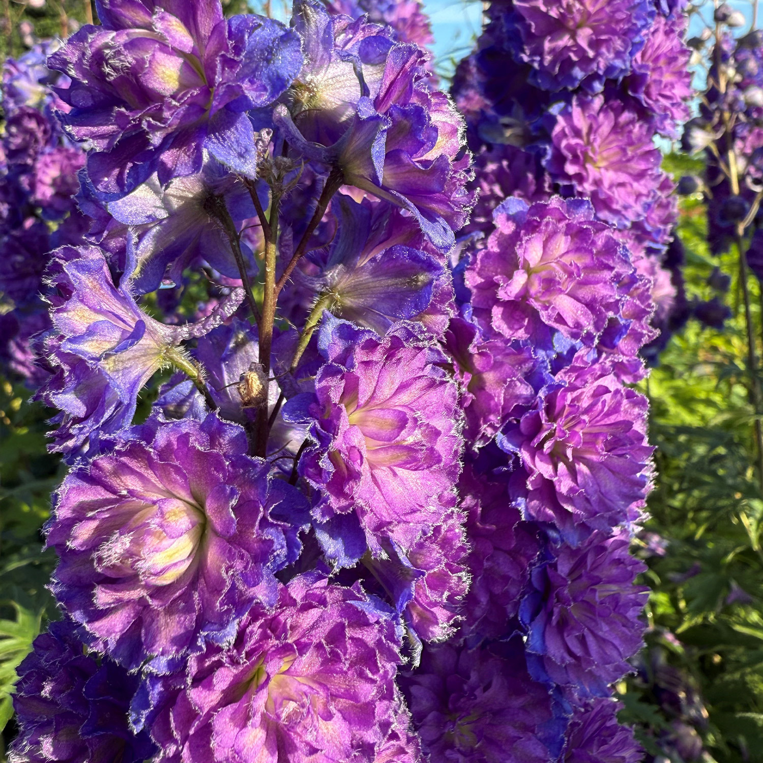 3893  Delphinium Highlander-serien Sweet Sensation PBR  I  Svenskt namn  :Trädgårdsriddarsporre  I  Krukstorlek   : SQ1  I  Förväntad Höjd  :  80 cm  I  Blomningstid :  juli-aug