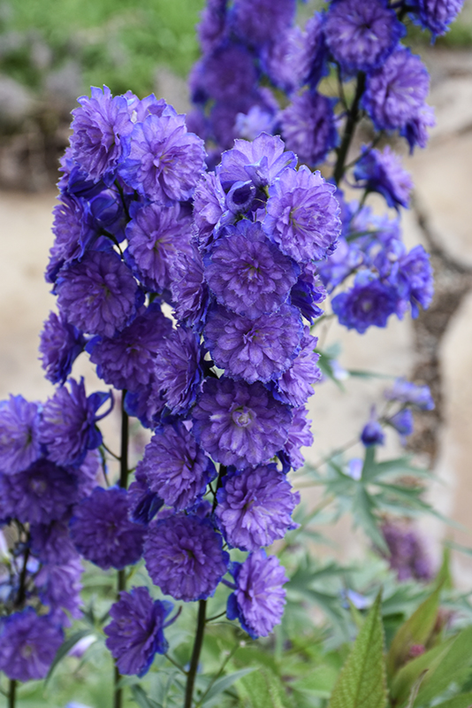3893  Delphinium Highlander-serien Sweet Sensation PBR  I  Svenskt namn  :Trädgårdsriddarsporre  I  Krukstorlek   : SQ1  I  Förväntad Höjd  :  80 cm  I  Blomningstid :  juli-aug - 3